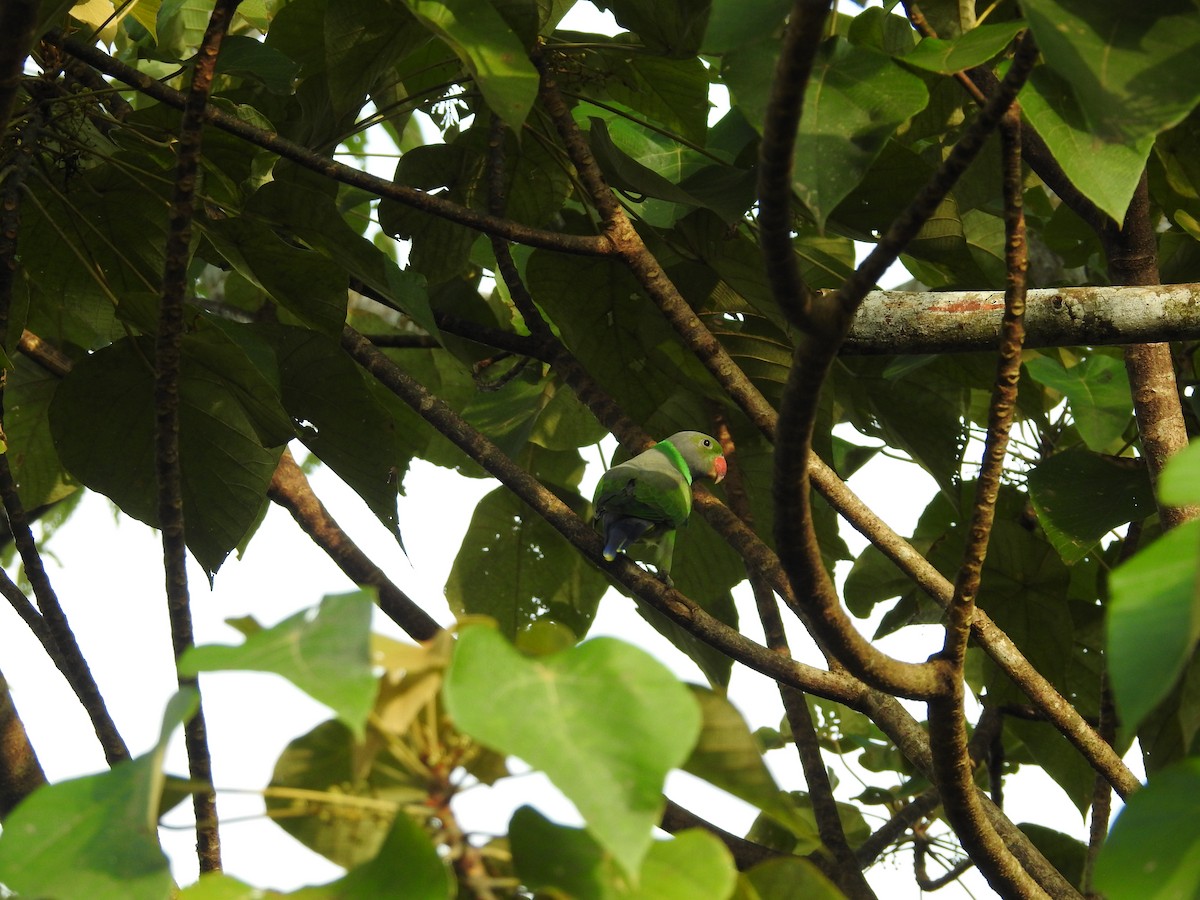 Layard's Parakeet - ML643017574