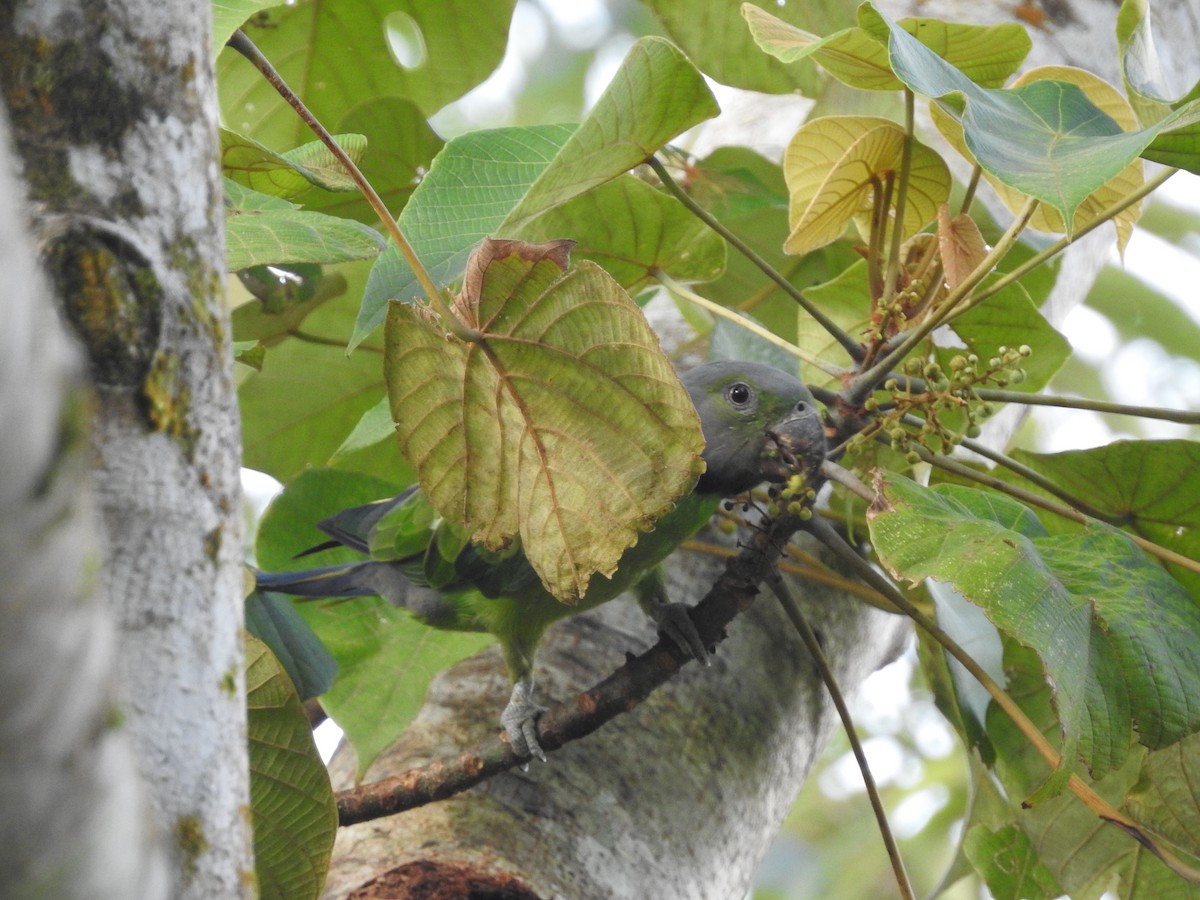 Layard's Parakeet - ML643017575