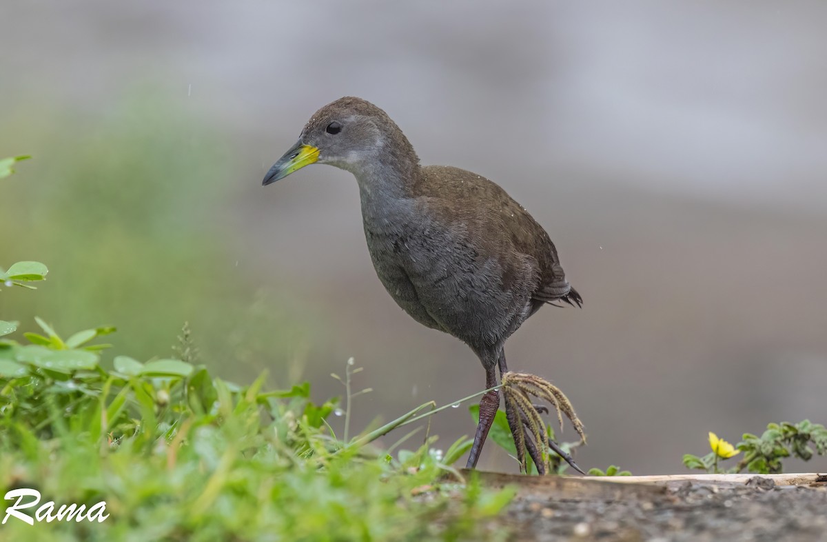 Brown Crake - ML643017606