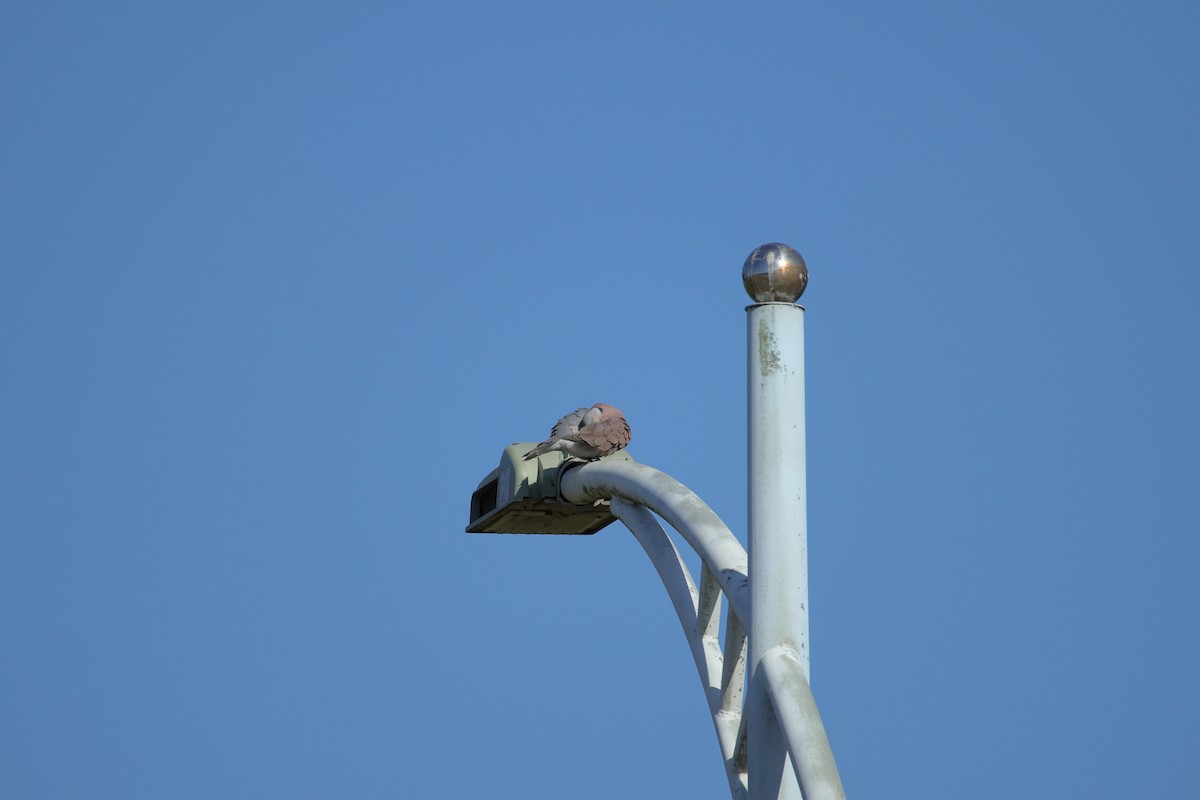 Tourterelle à tête grise - ML643017616