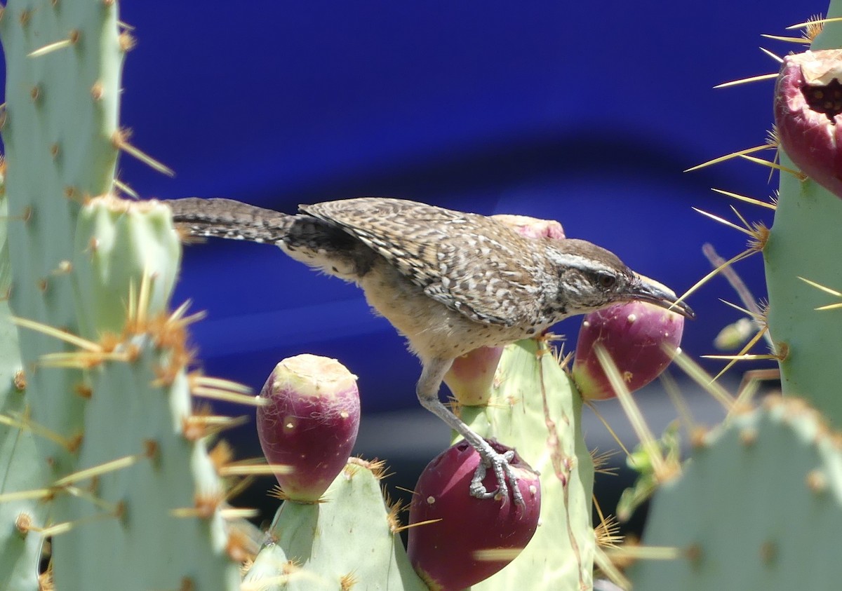 Cactus Wren - ML643017621