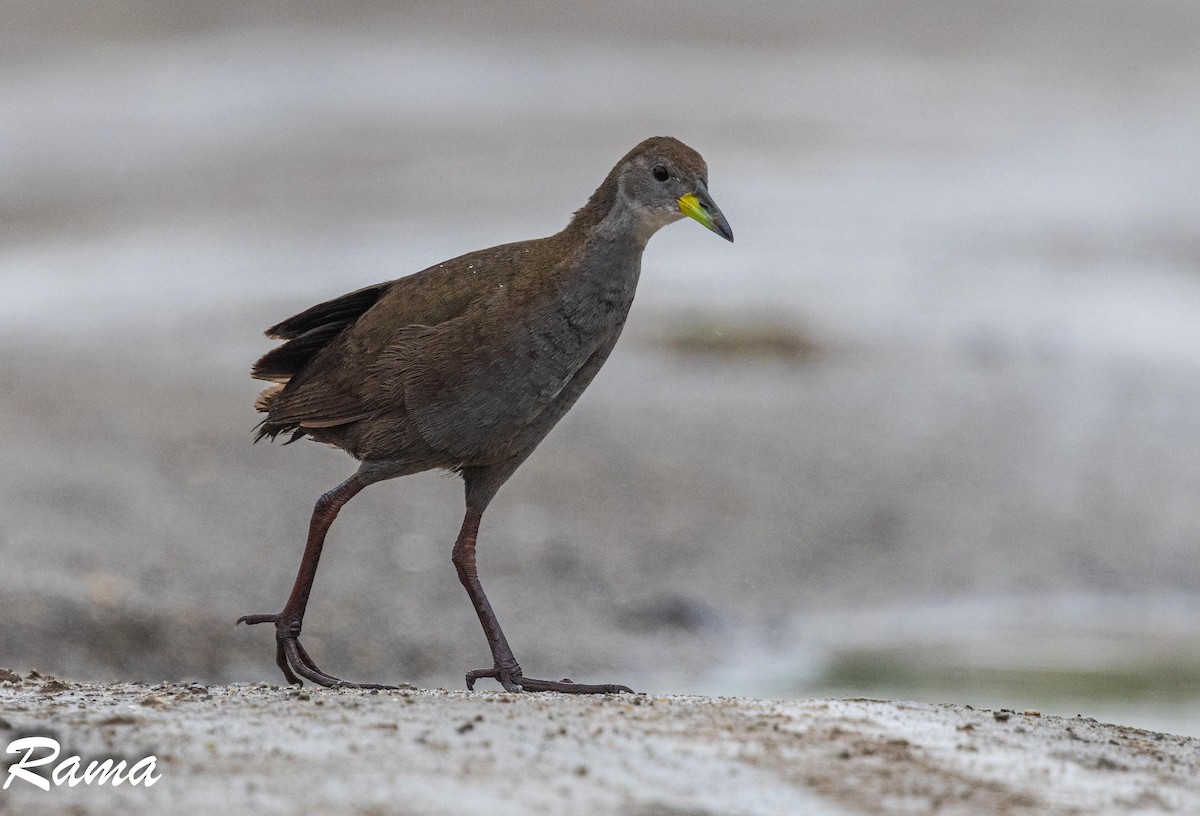 Brown Crake - ML643017622