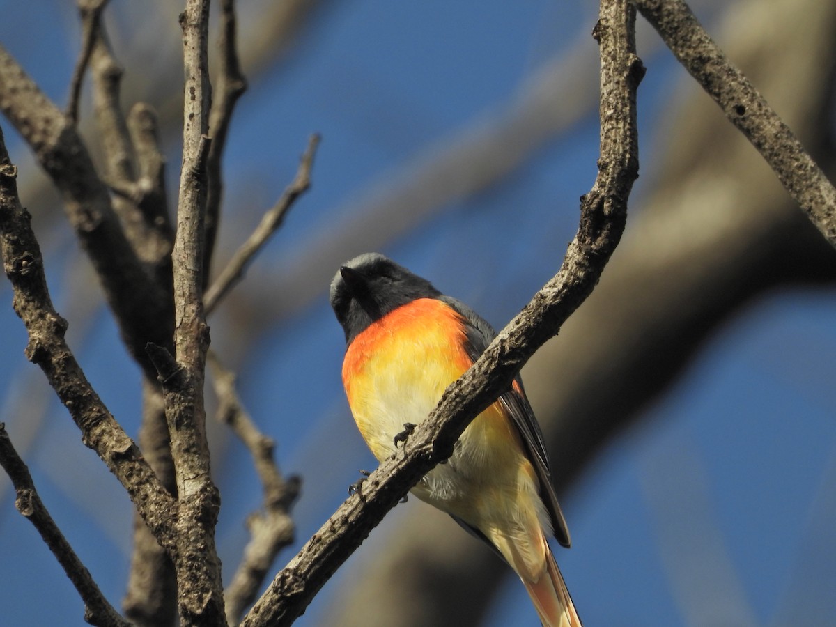 Small Minivet - ML643017625