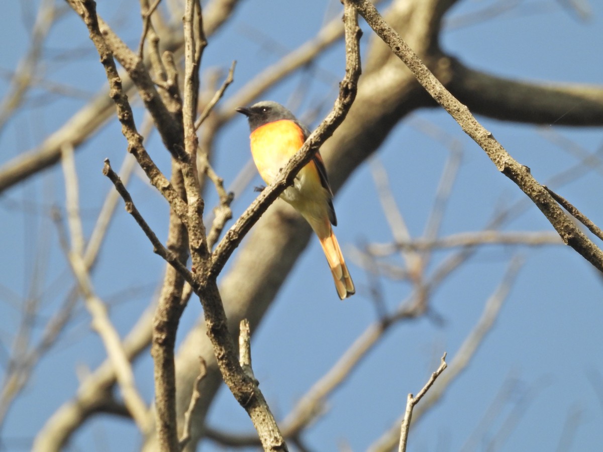 Small Minivet - ML643017626