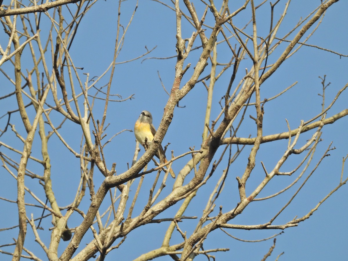 Small Minivet - ML643017627