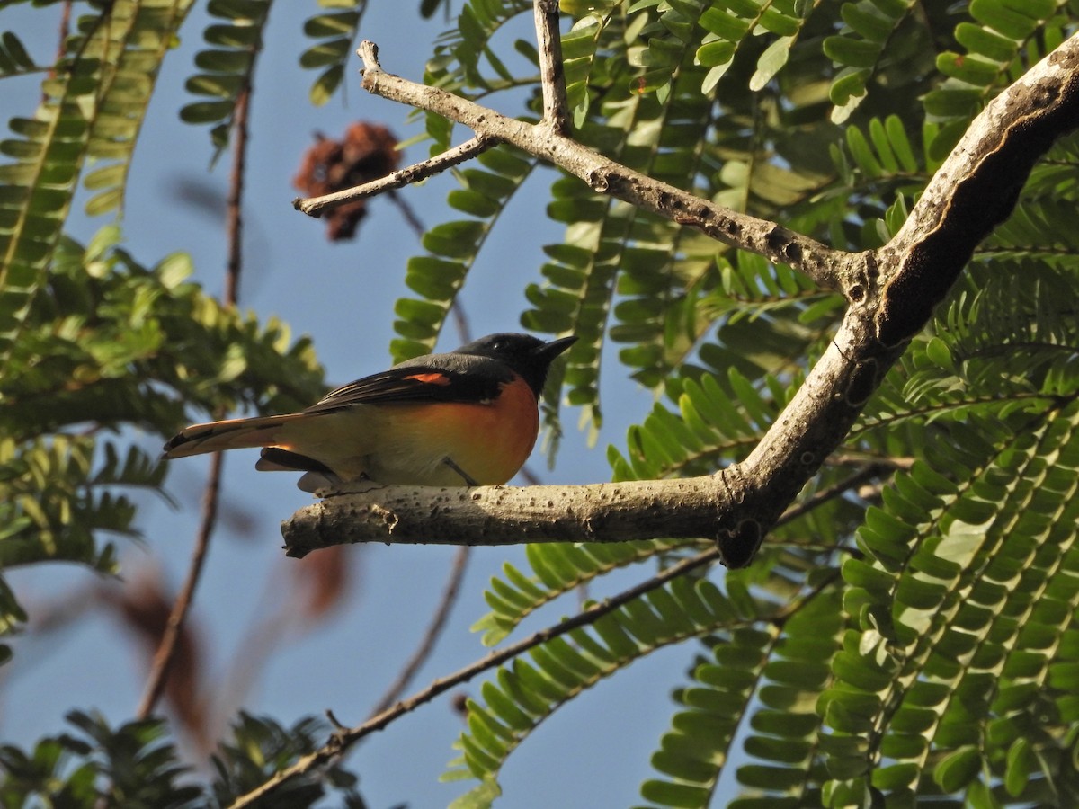 Small Minivet - ML643017628