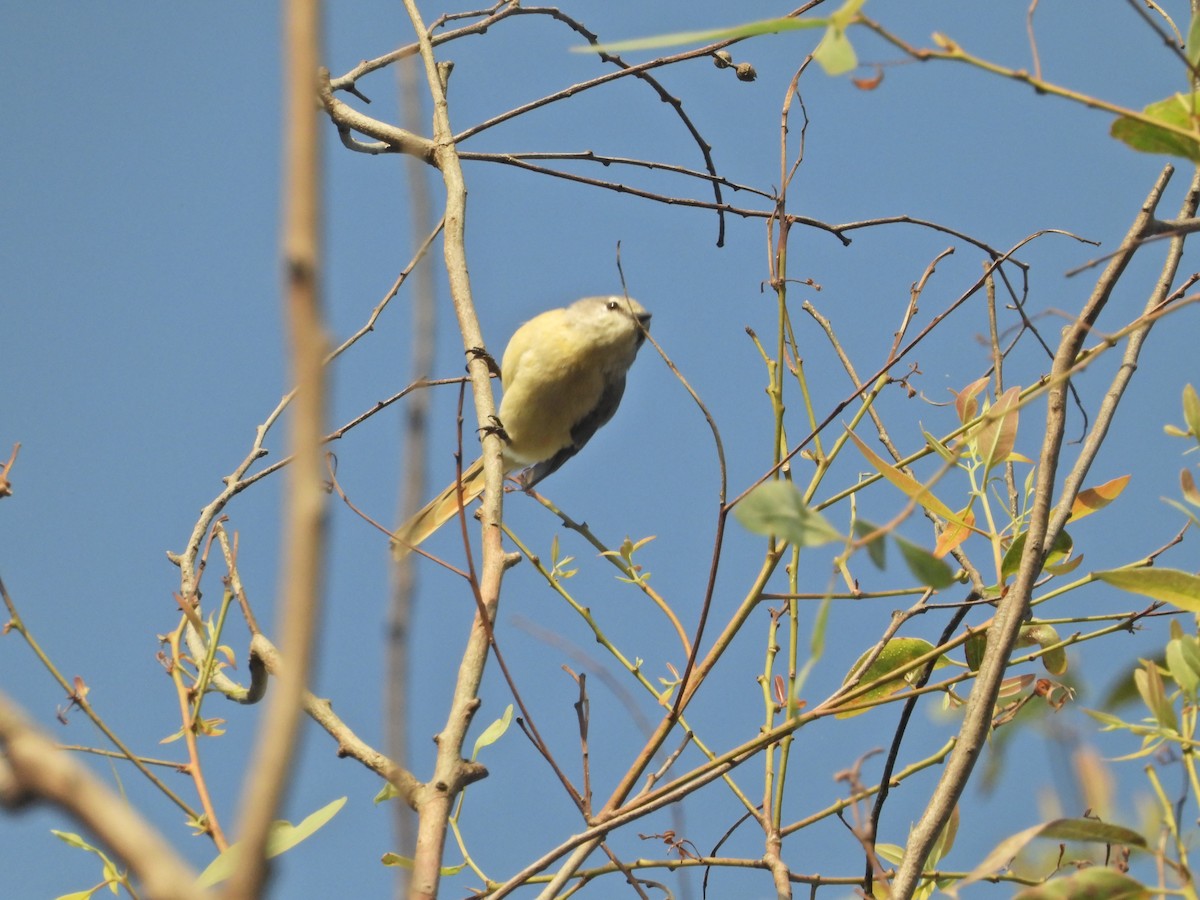 Small Minivet - ML643017629