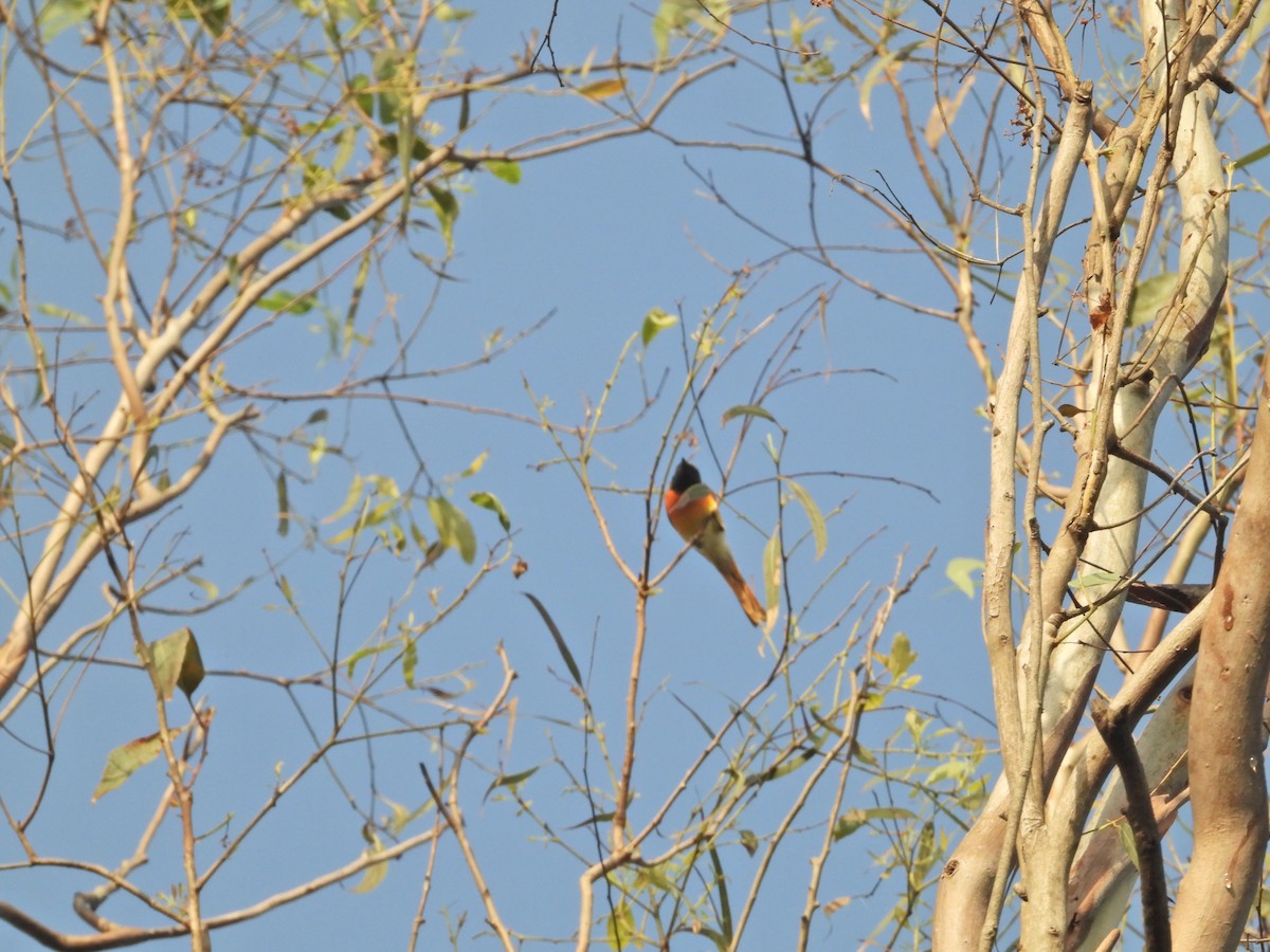 Small Minivet - ML643017630