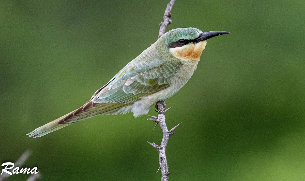 Blue-cheeked Bee-eater - ML643017639