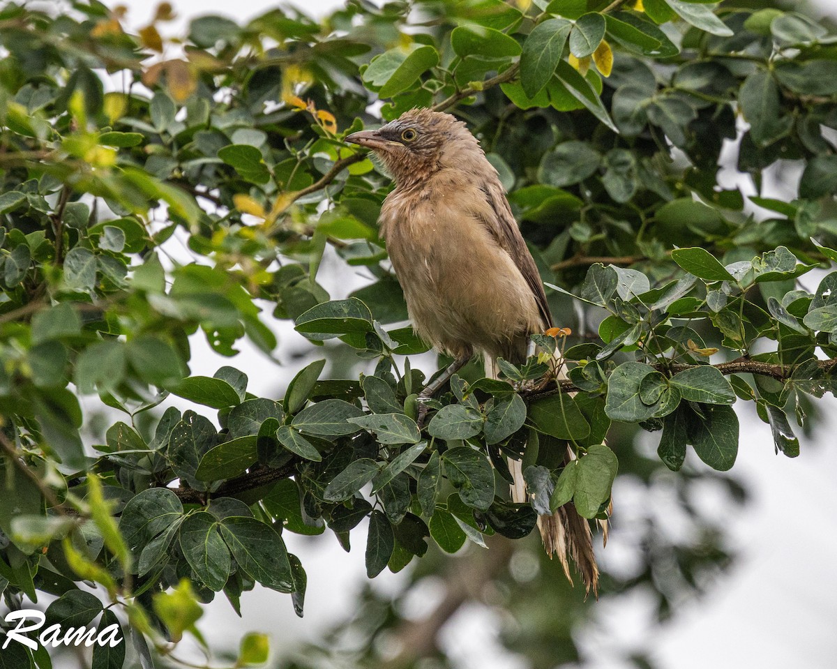 Large Gray Babbler - ML643017646
