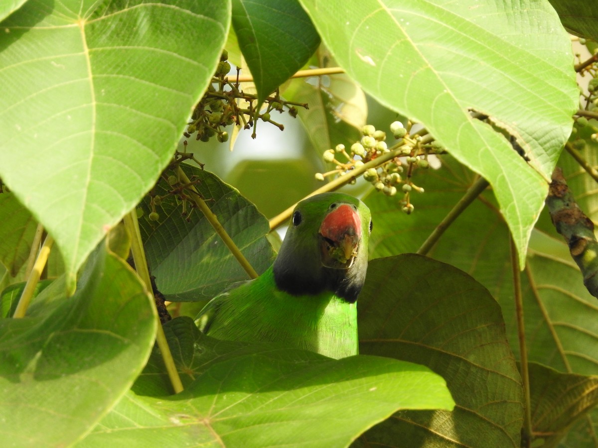 Layard's Parakeet - ML643017663