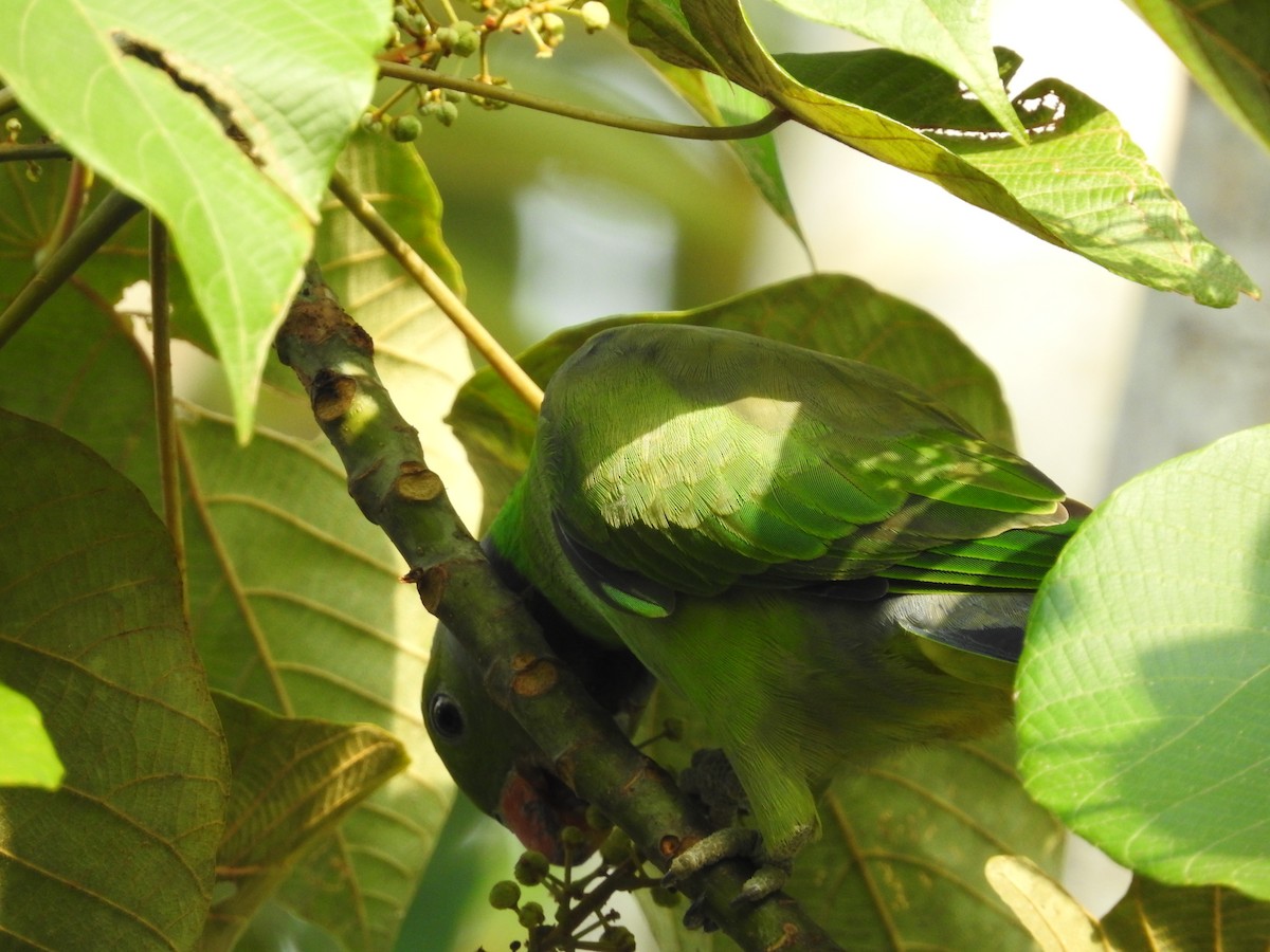 Layard's Parakeet - ML643017664