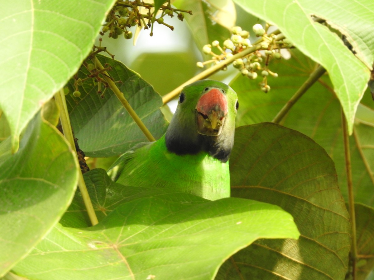 Layard's Parakeet - ML643017665