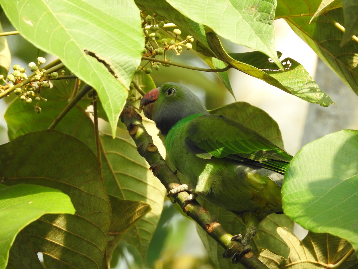 Layard's Parakeet - ML643017666