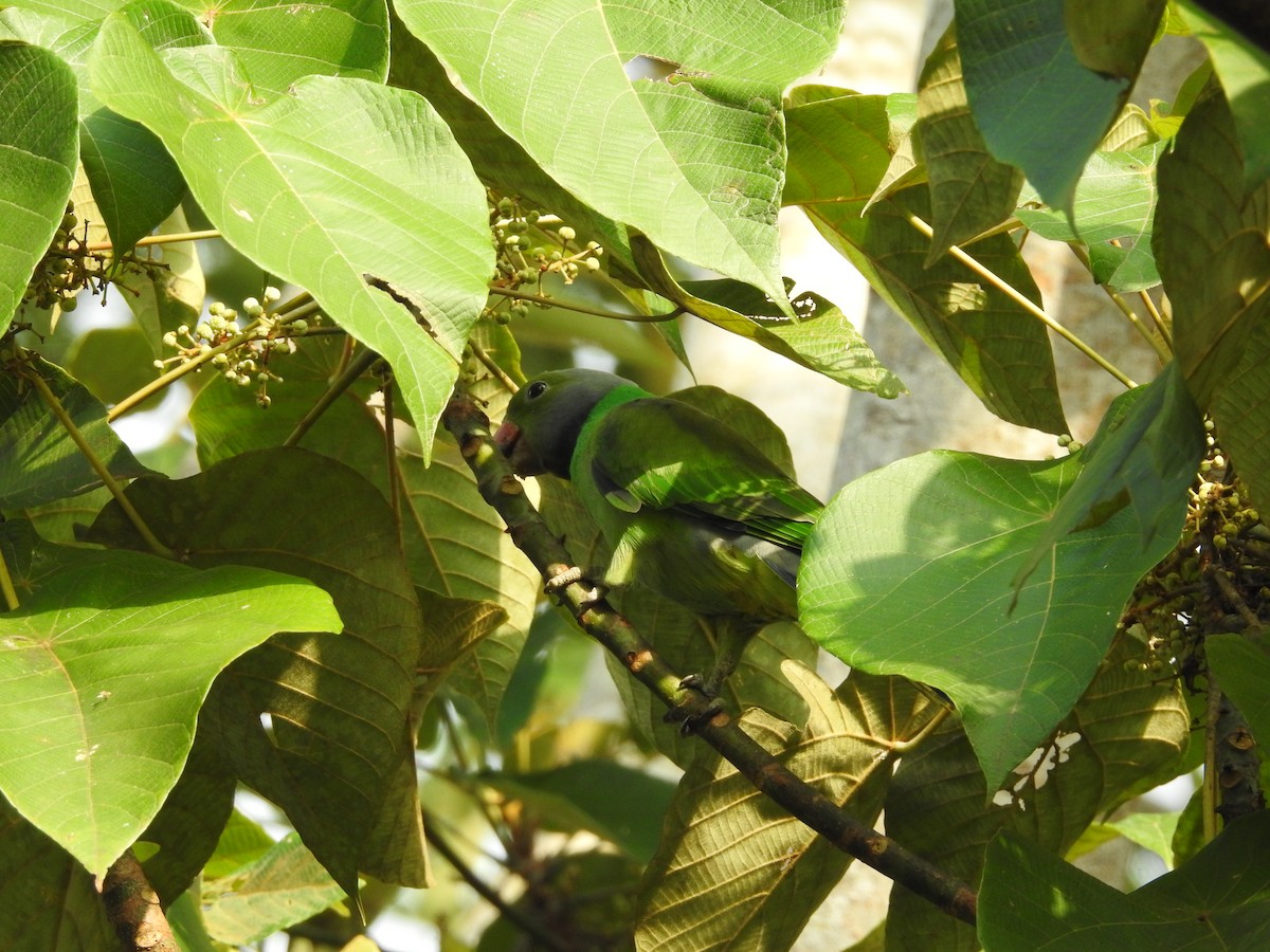 Layard's Parakeet - ML643017667