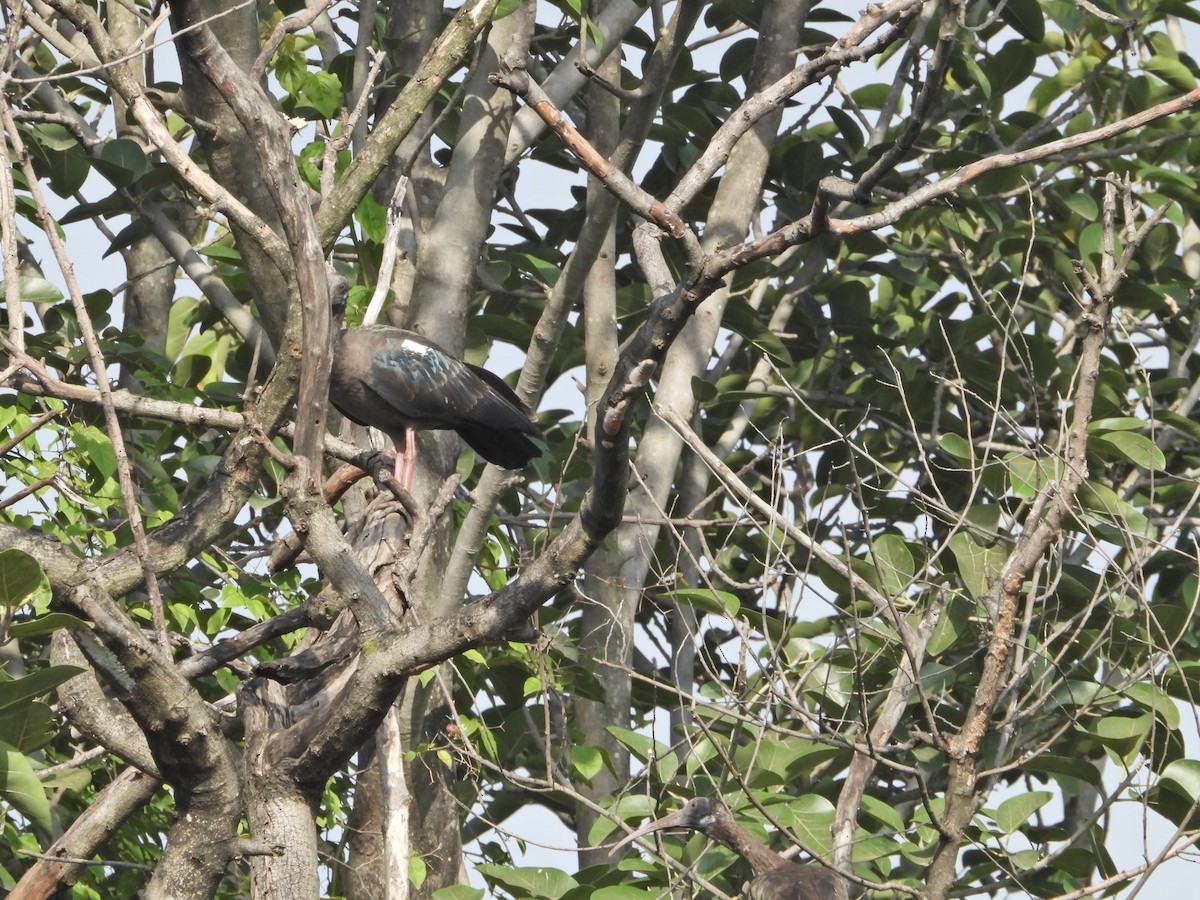 Red-naped Ibis - ML643017675