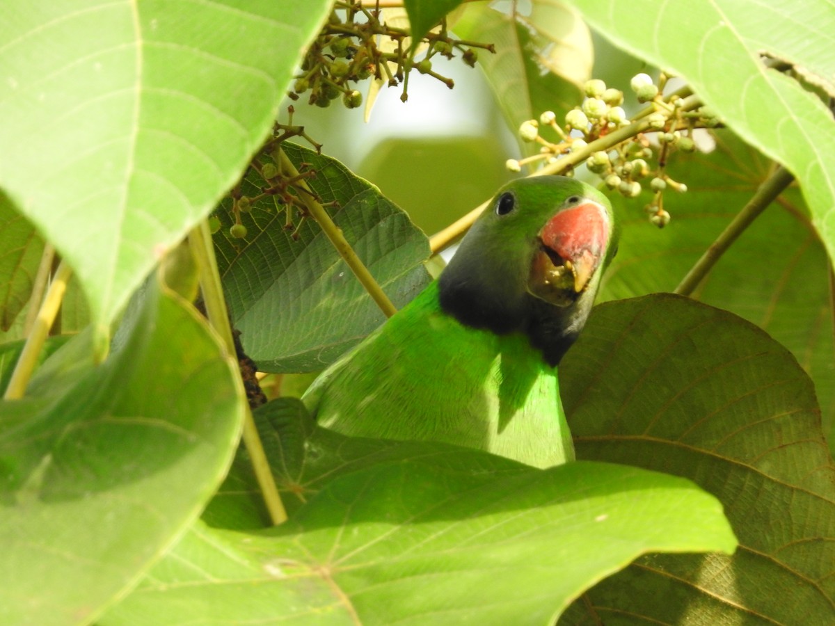 Layard's Parakeet - ML643017676