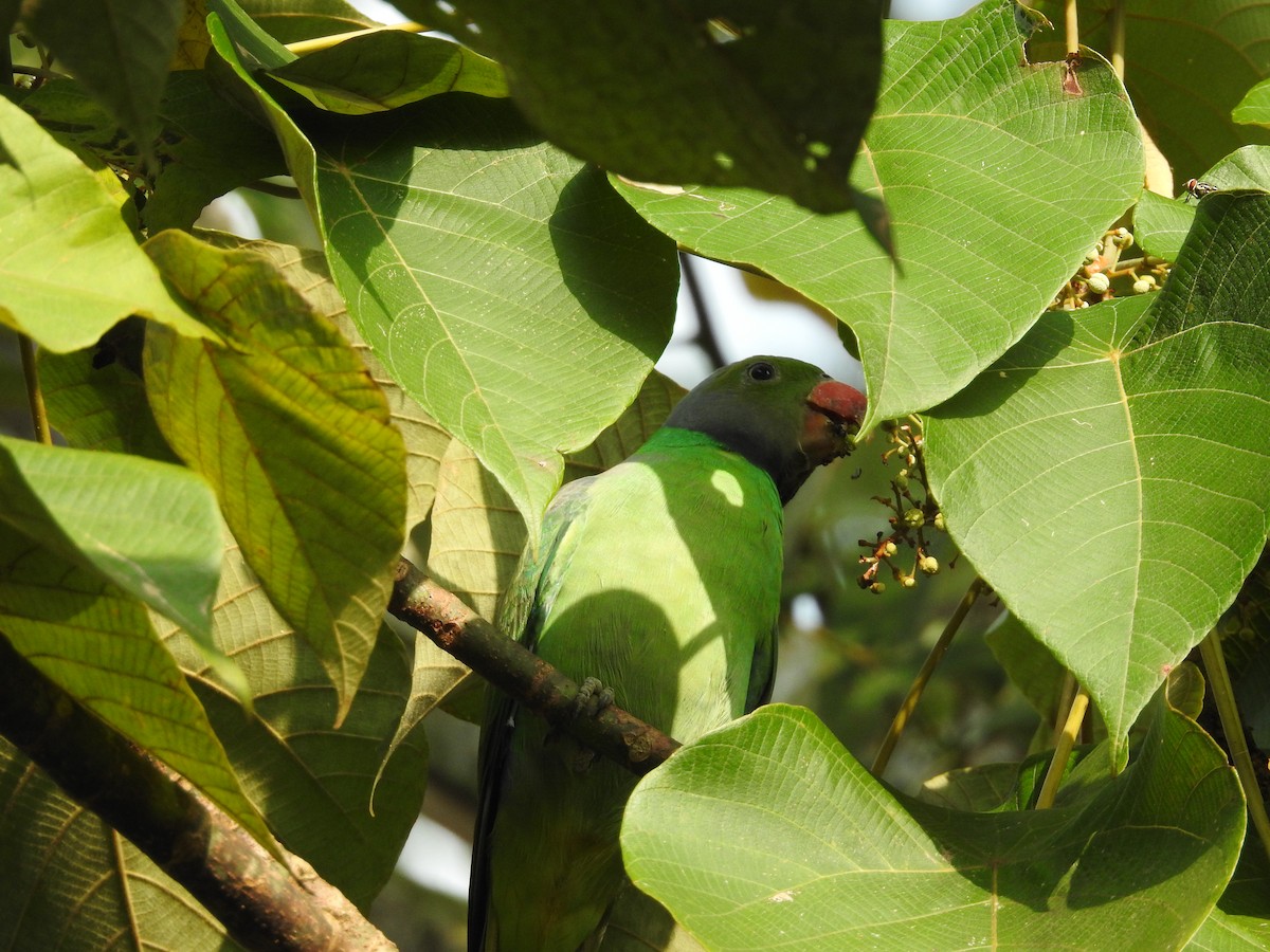 Layard's Parakeet - ML643017677