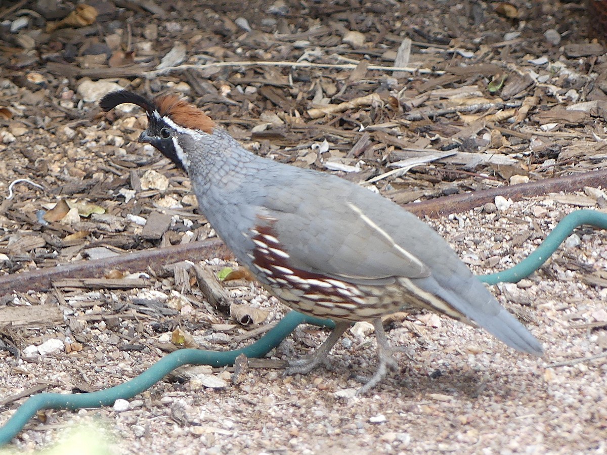 Gambel's Quail - ML643017683