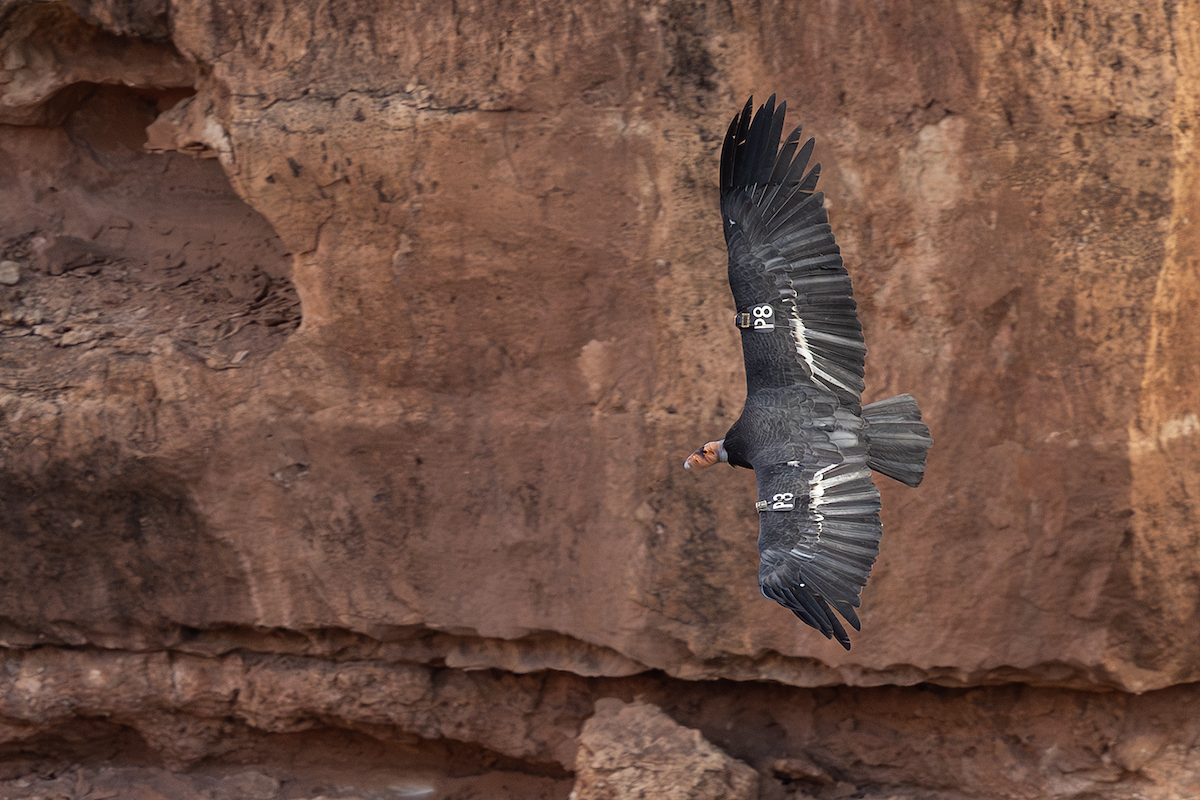 kondor kalifornský - ML643017689