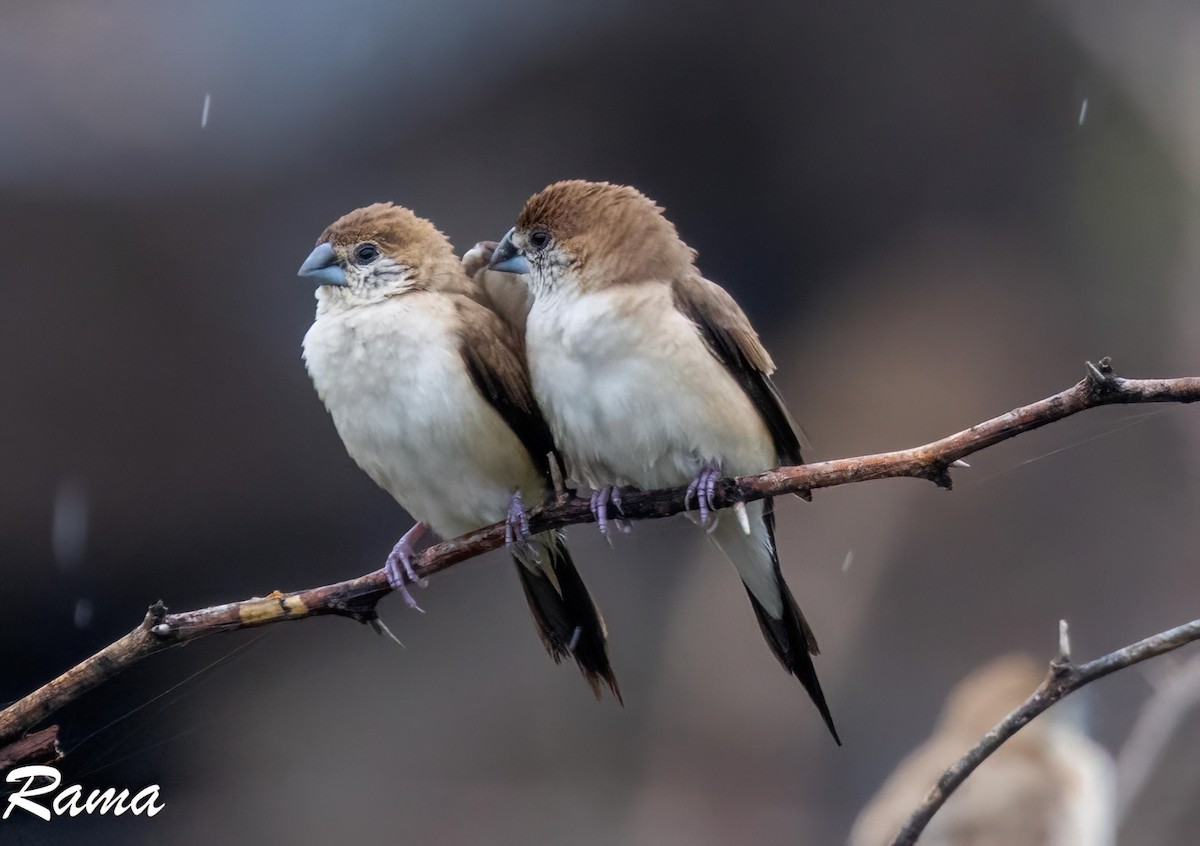 Indian Silverbill - ML643017692