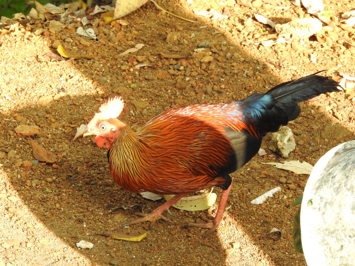 Sri Lanka Junglefowl - ML643017696