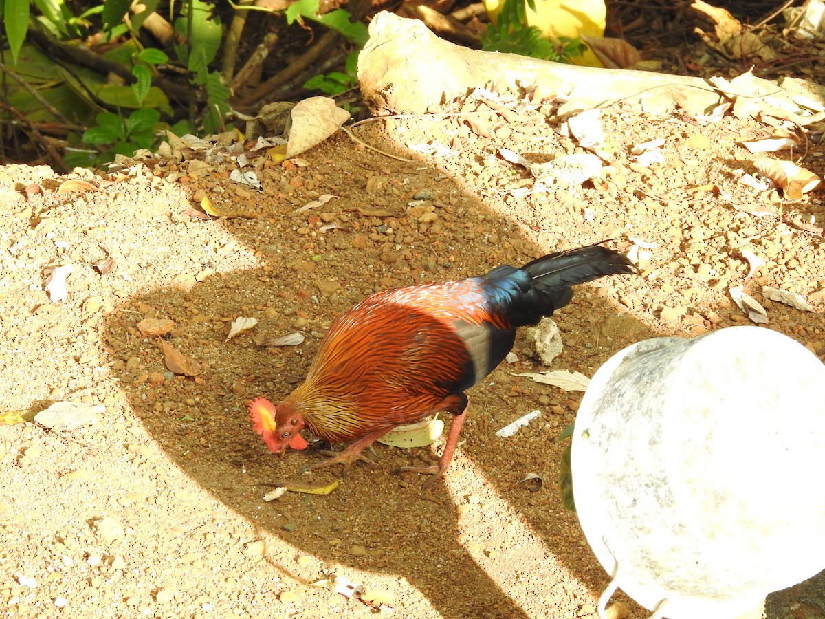 Sri Lanka Junglefowl - ML643017697