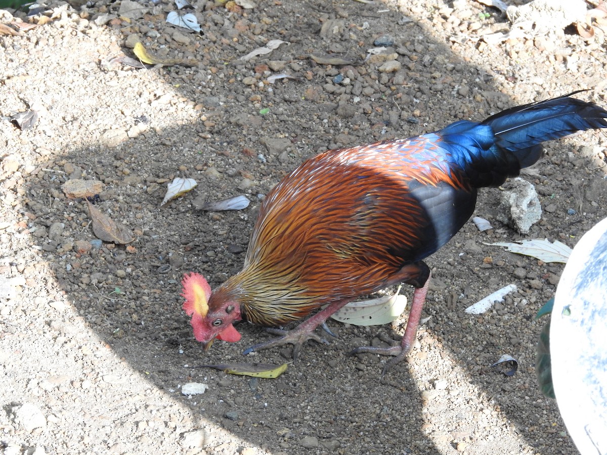 Sri Lanka Junglefowl - ML643017698