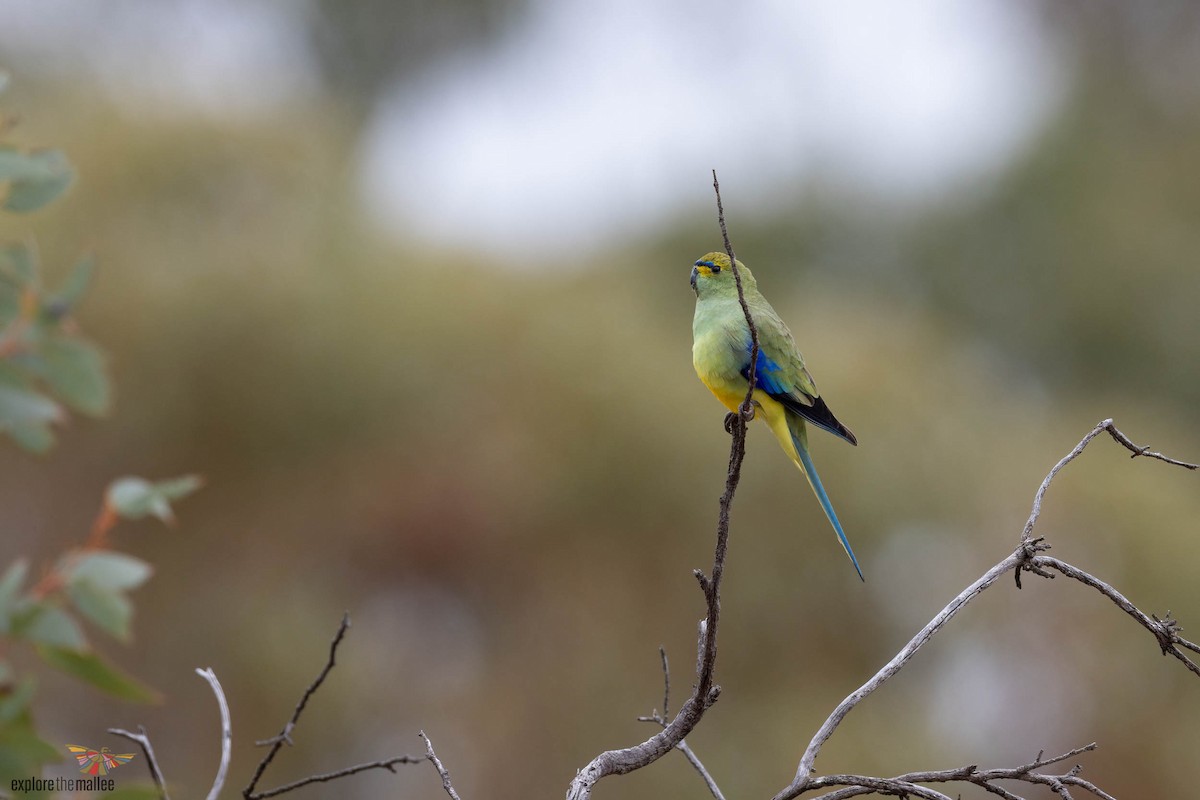 Blue-winged Parrot - ML643017742