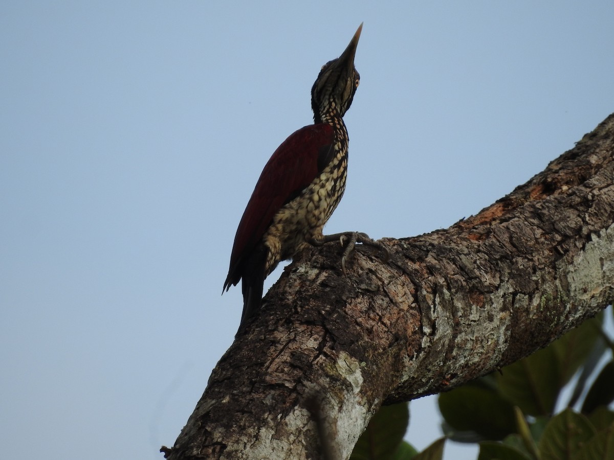 Crimson-backed Flameback - ML643017745