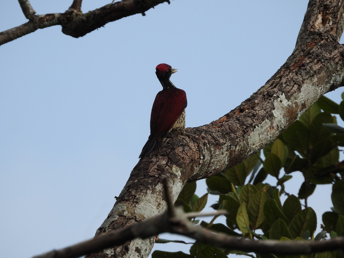Crimson-backed Flameback - ML643017746