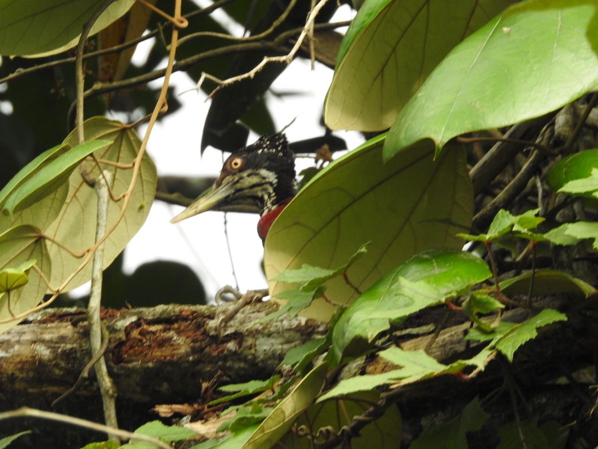 Crimson-backed Flameback - ML643017747