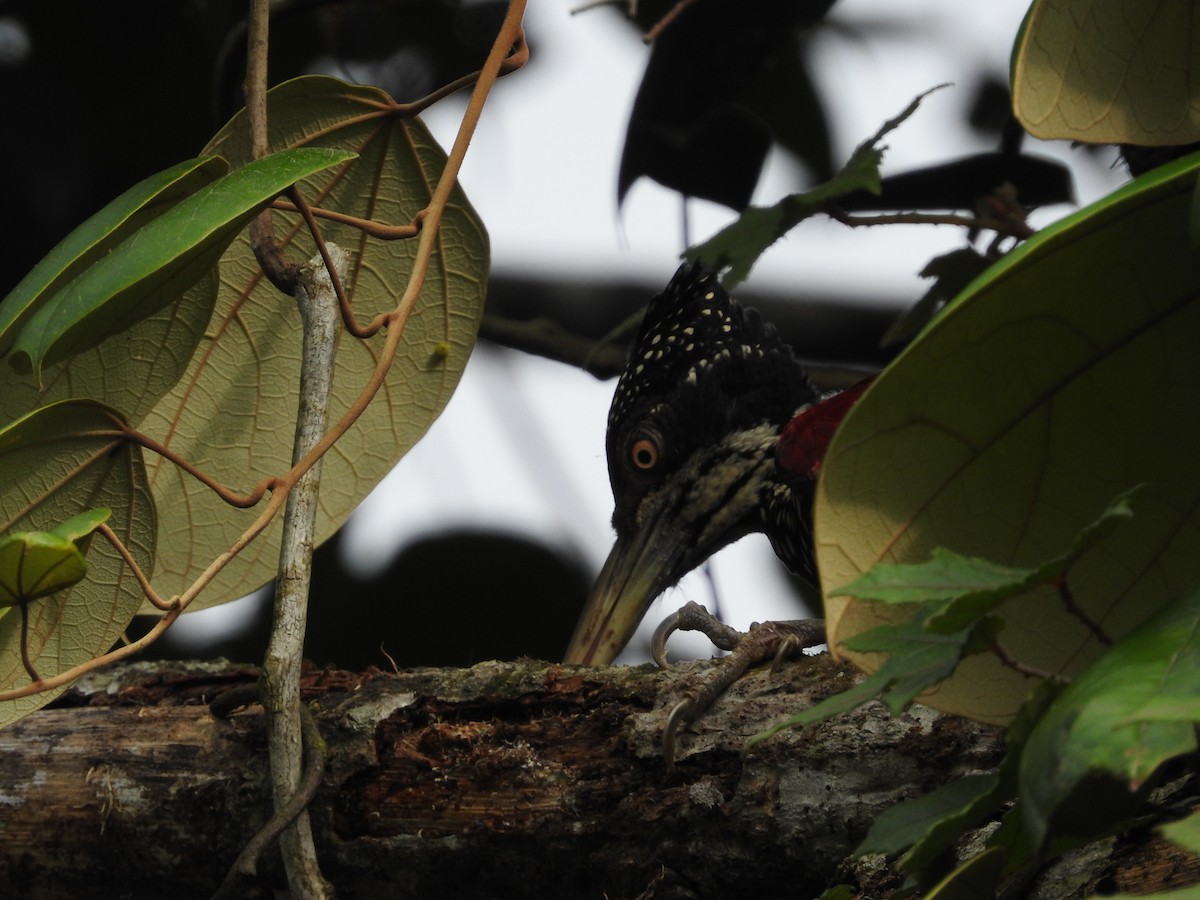 Crimson-backed Flameback - ML643017748
