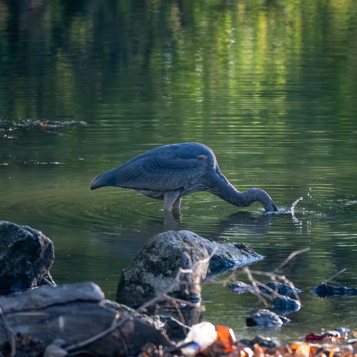 Great Blue Heron - ML643017764