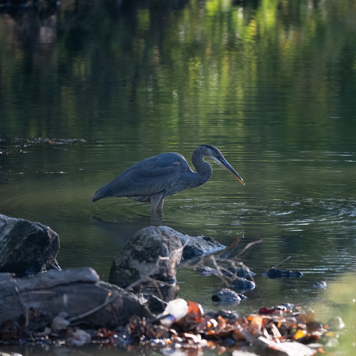 Great Blue Heron - ML643017768
