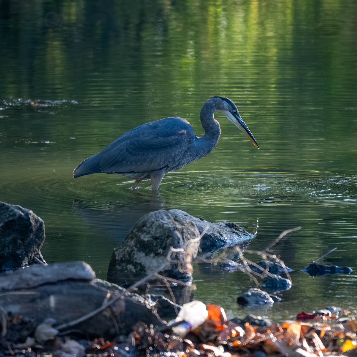 Great Blue Heron - ML643017773
