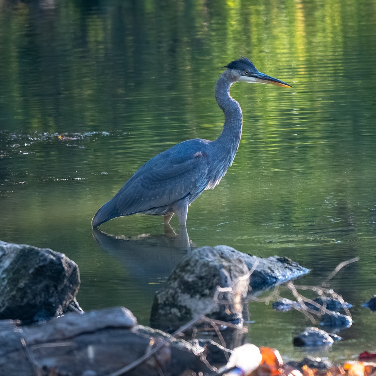 Great Blue Heron - ML643017778