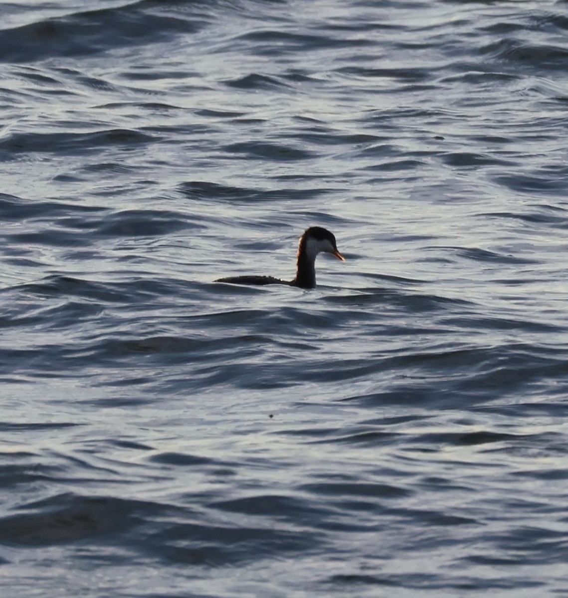 ミミカイツブリ - ML643017796