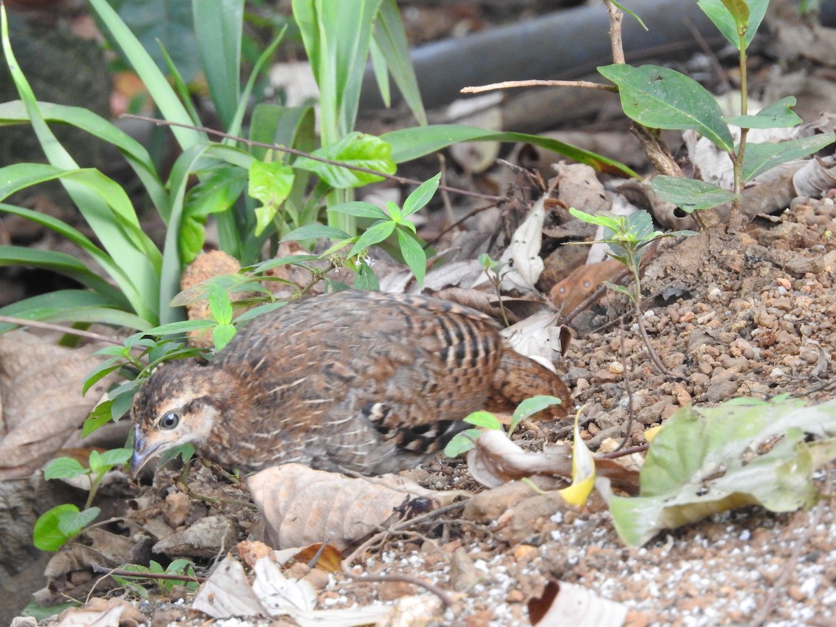 Sri Lanka Junglefowl - ML643017805