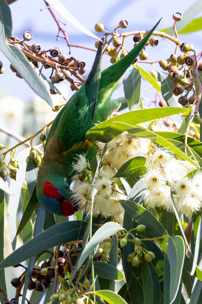 Musk Lorikeet - ML643017809