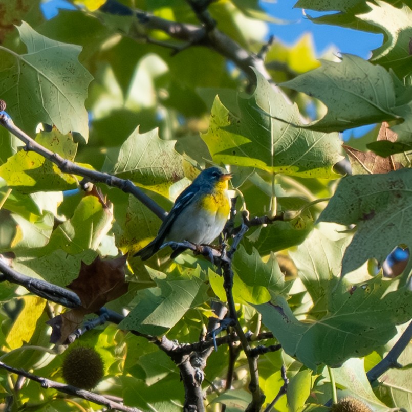 Northern Parula - ML643017820