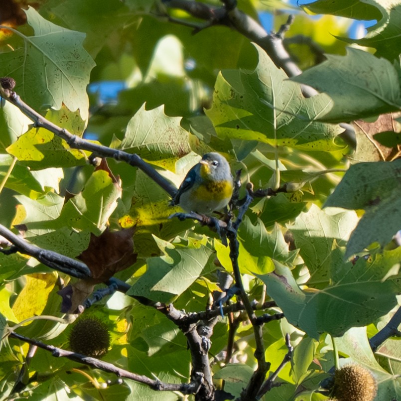 Northern Parula - ML643017823