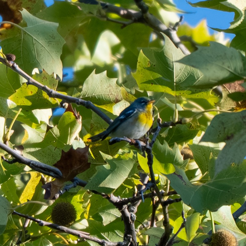 Northern Parula - ML643017828