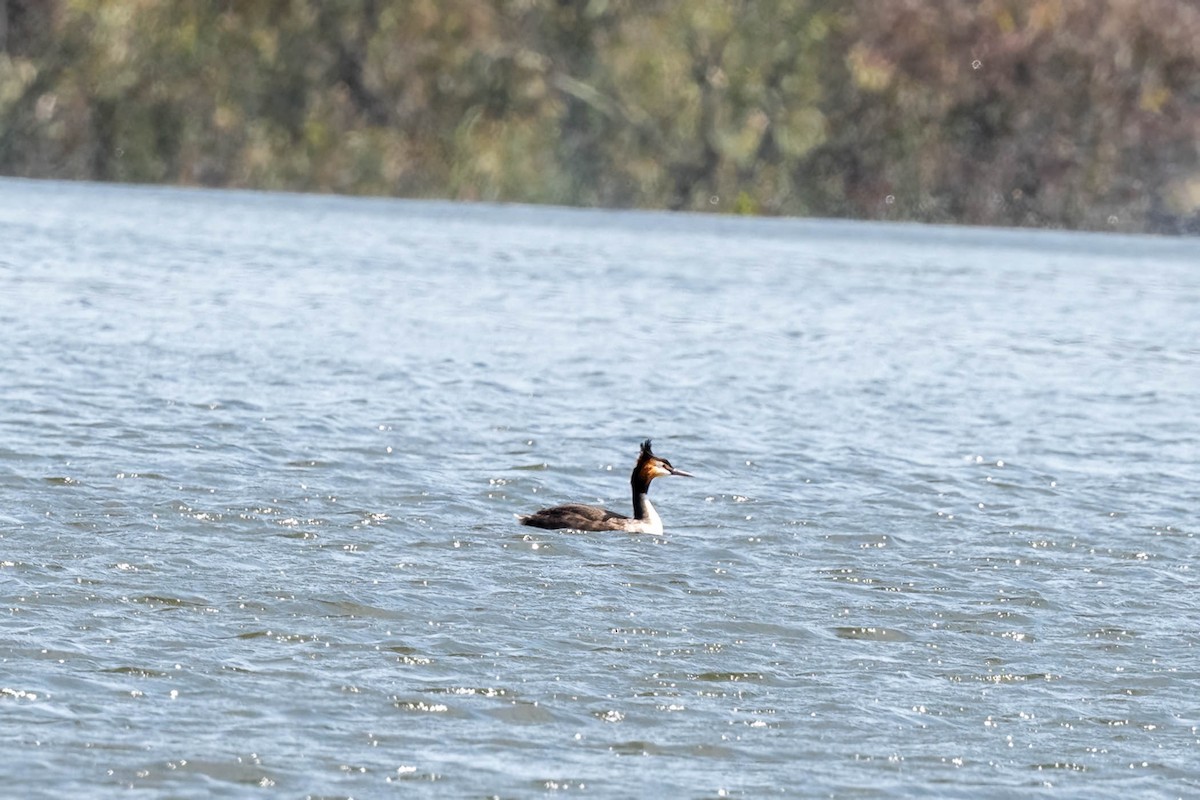 Great Crested Grebe - ML643017830