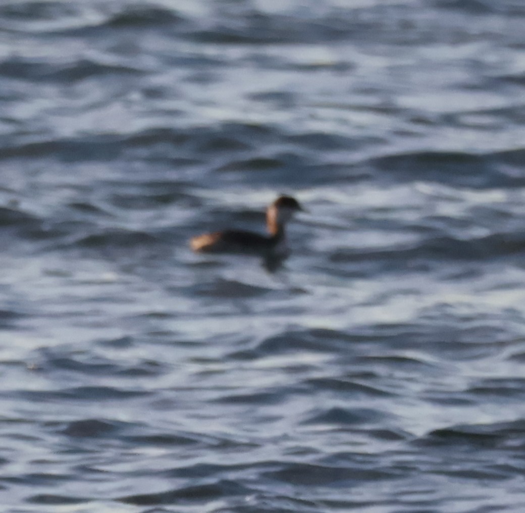 Red-necked Grebe - ML643017831