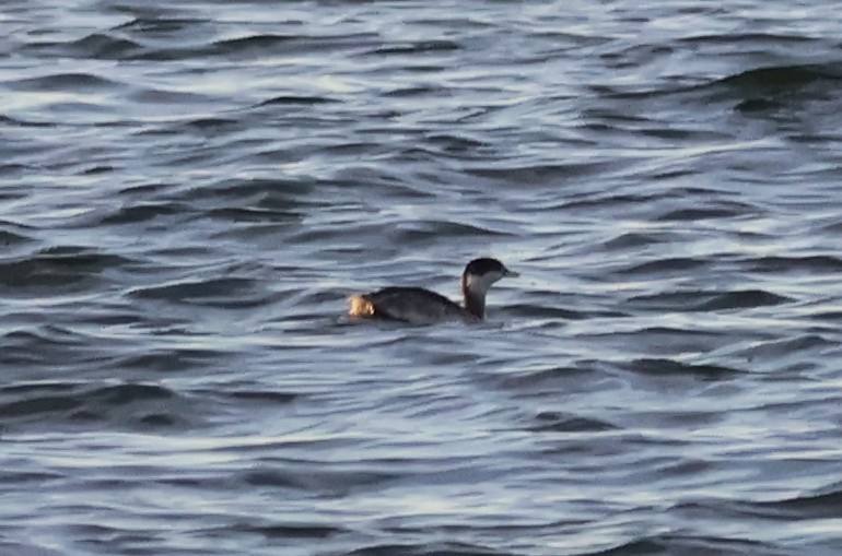 Red-necked Grebe - ML643017832