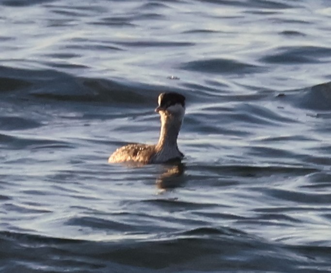 ミミカイツブリ - ML643017833