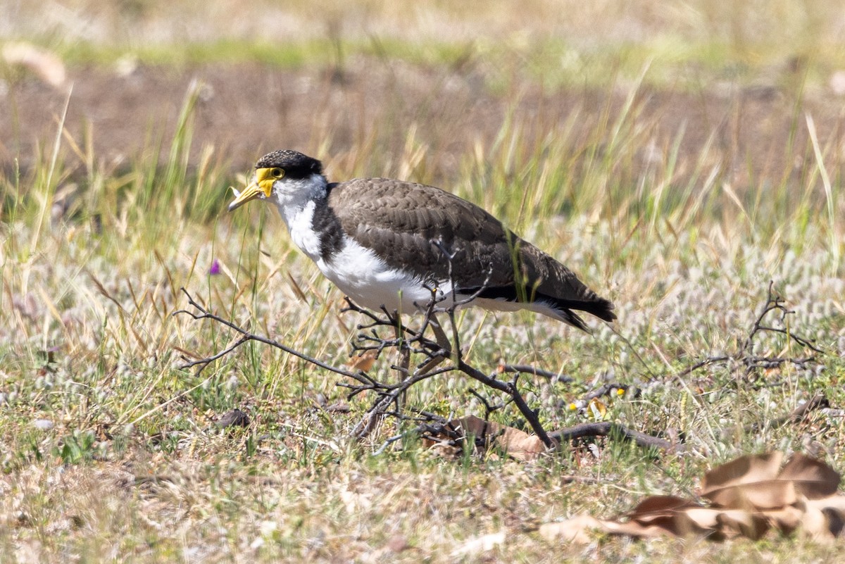 Masked Lapwing - ML643017836