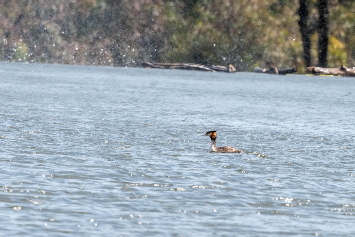 Great Crested Grebe - ML643017839