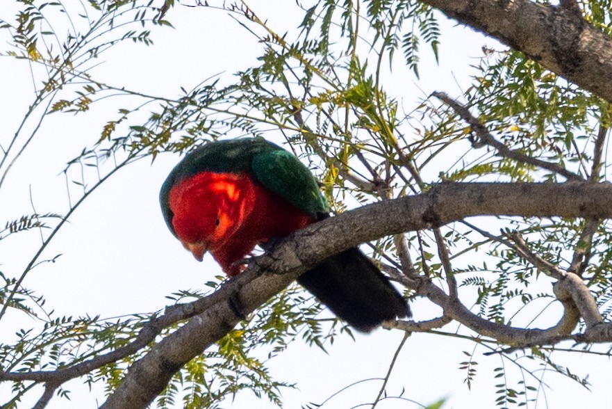Australian King-Parrot - ML643017848